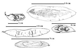  Fruit:  T. cavipes  (Spruce ex G. Bentham) Macbride - top left 1-seeded fruit with partially exfoliated epicarp;  T. guianensis  G. Bentham - bottom left 2-seeded fruit;  T. paniculata  J.B.C.F. Aublet - right center seed in situ;  T. versicolor  Standley amp; Williams - top right 1-seeded fruit without exocarp.

