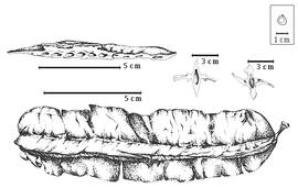  Fruit and seed:  T. tetrapter a (Schumacher amp; Thonning) P.H.W. Taubert - bottom fruit, top left longitudinal section of fruit through endocarp showing separate seed chambers, top right transverse section of fruit through seed chambers (left empty and right with seed in situ).

