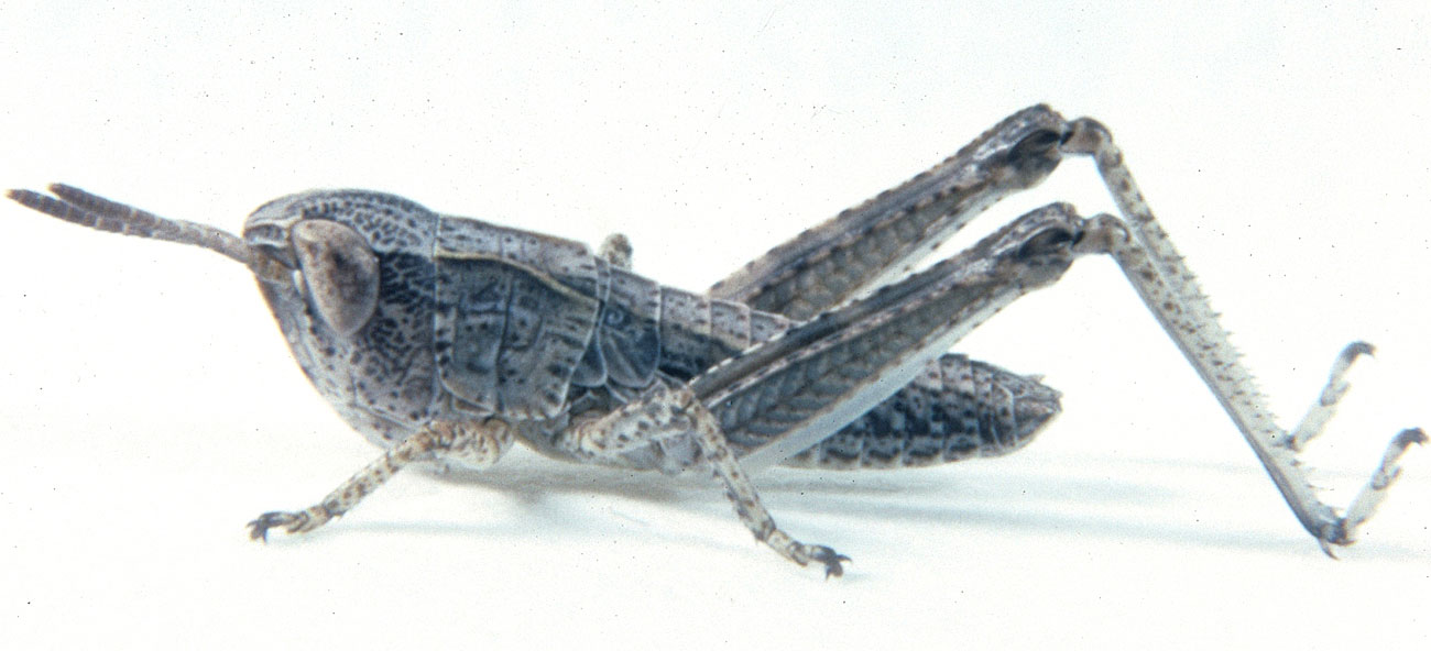 Fig. 2, second instar: BL 6.8-8.1mm, FL 4.3-4.9 mm, AS 16-18