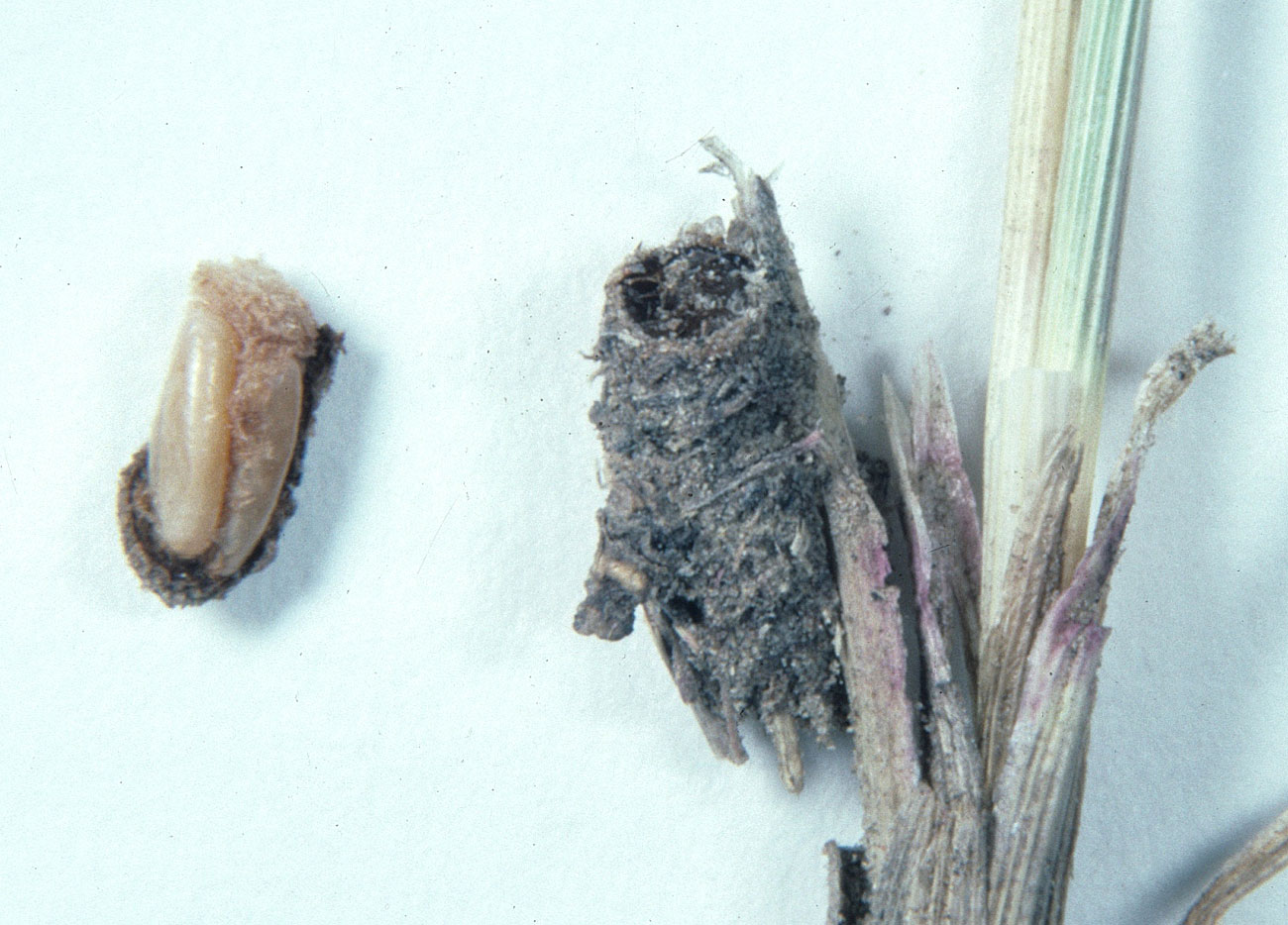 Fig. 10, egg pod attached to grass stem and an opened pod showing two eggs  in situ