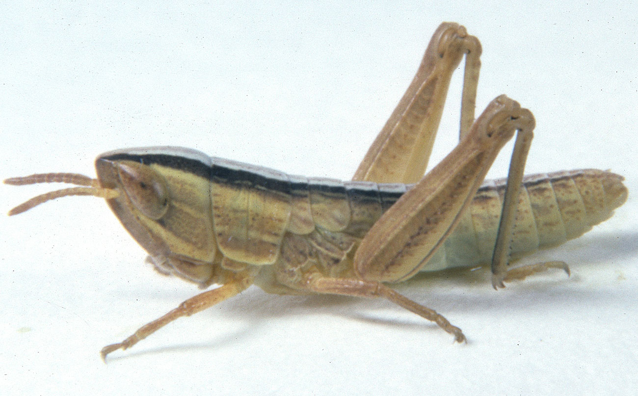 Fig. 3, third instar: BL 9.7-10.0 mm, FL 5.9-6 mm, AS 20