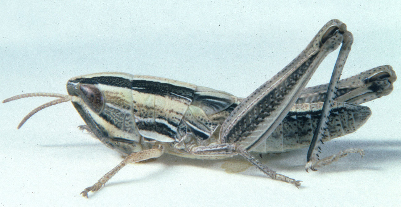 Fig. 4, fourth instar: BL 12.3-13.6 mm, FL 7.3-7.7 mm, AS 22