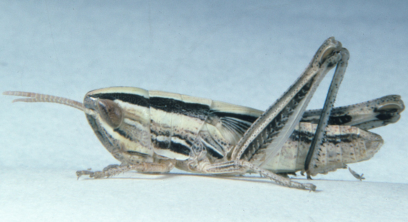 Fig. 5, fifth instar: BL 15.3-16.4 mm, FL 8.9-10.0 mm, AS 23