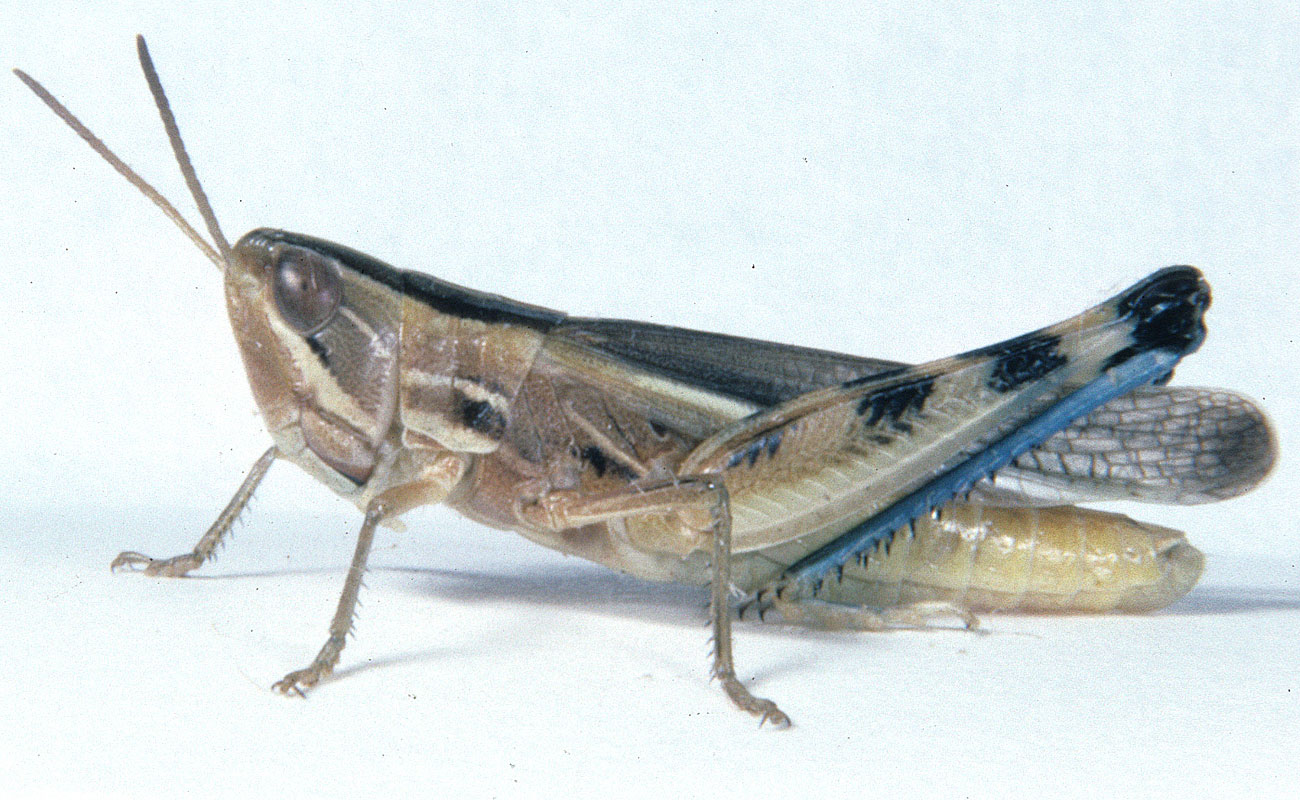 Fig. 6, adult male: BL 17.8-20.3 mm, FL 10-12 mm, AS 25-26