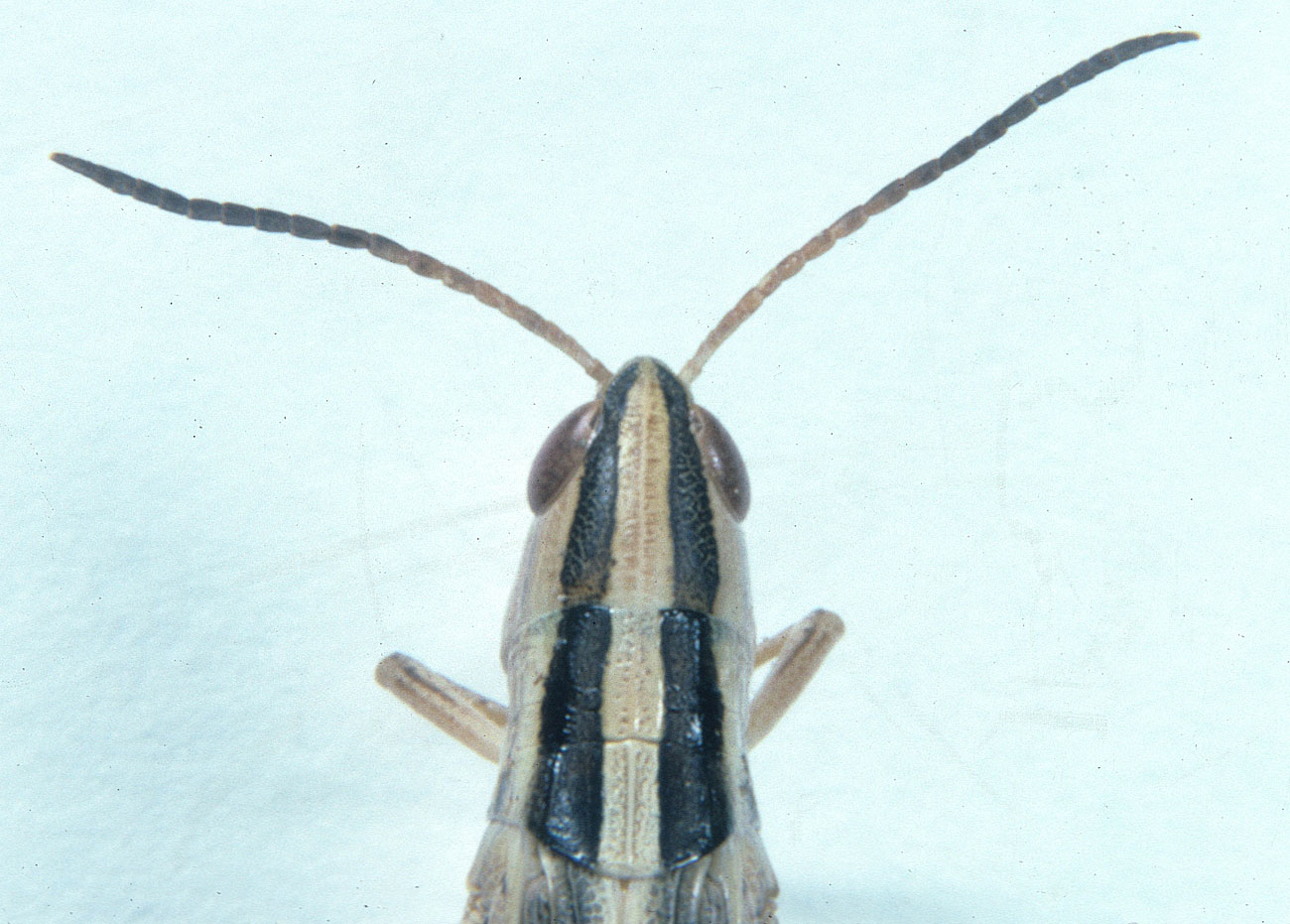 Fig. 8, dorsal view of head and pronotum of female adult