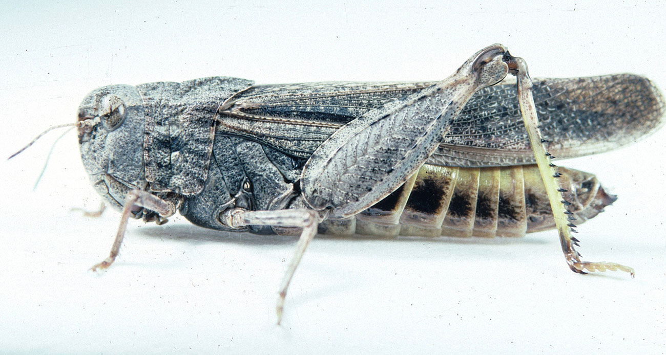 Fig. 7, adult female: BL 30-37 mm, FL 14-17 mm, AS 24-25