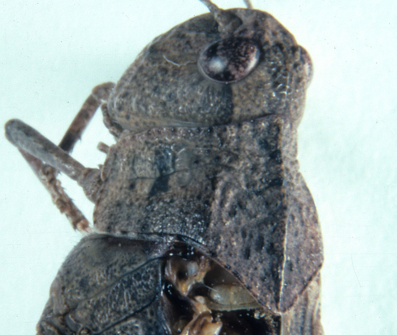 Fig. 8, view of head and pronotum of adult female