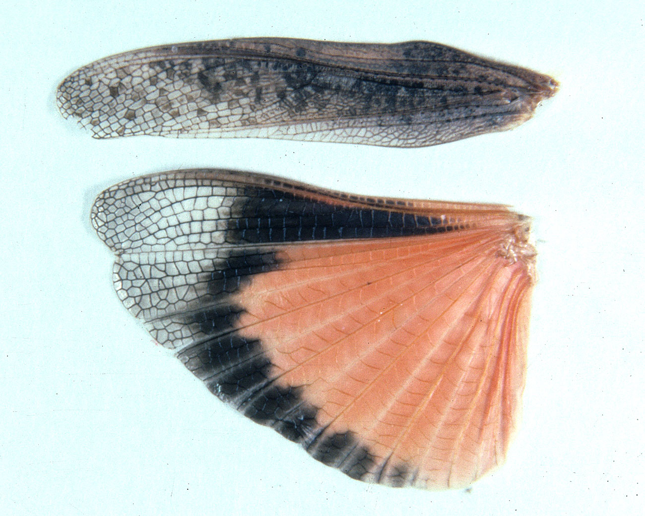 Fig. 9, forewing (tegmen) and hindwing of female