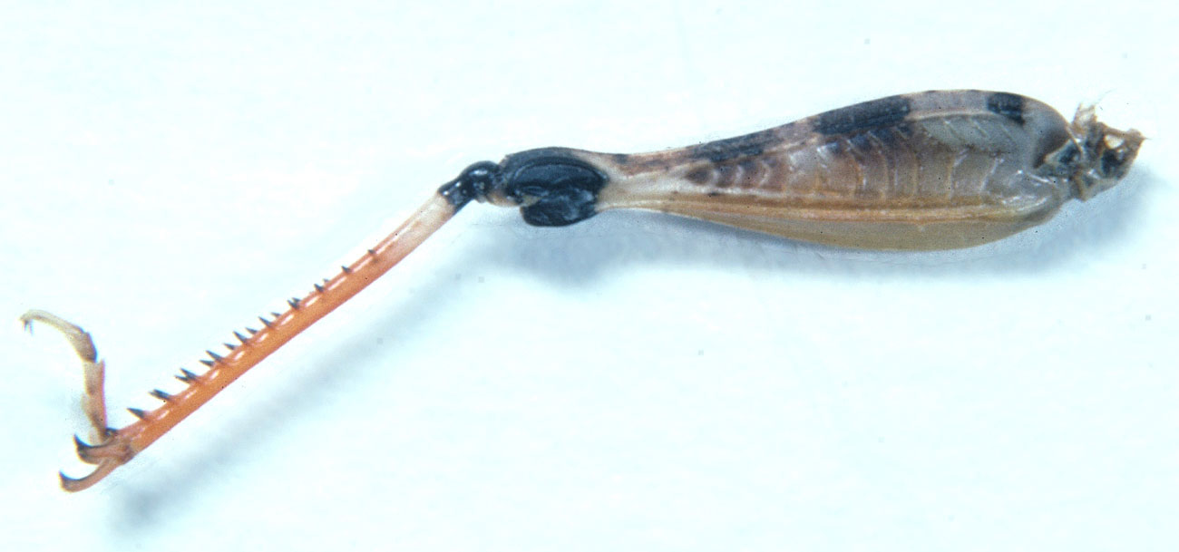 Fig. 9, inner side hindleg of male showing color pattern and tibial spurs