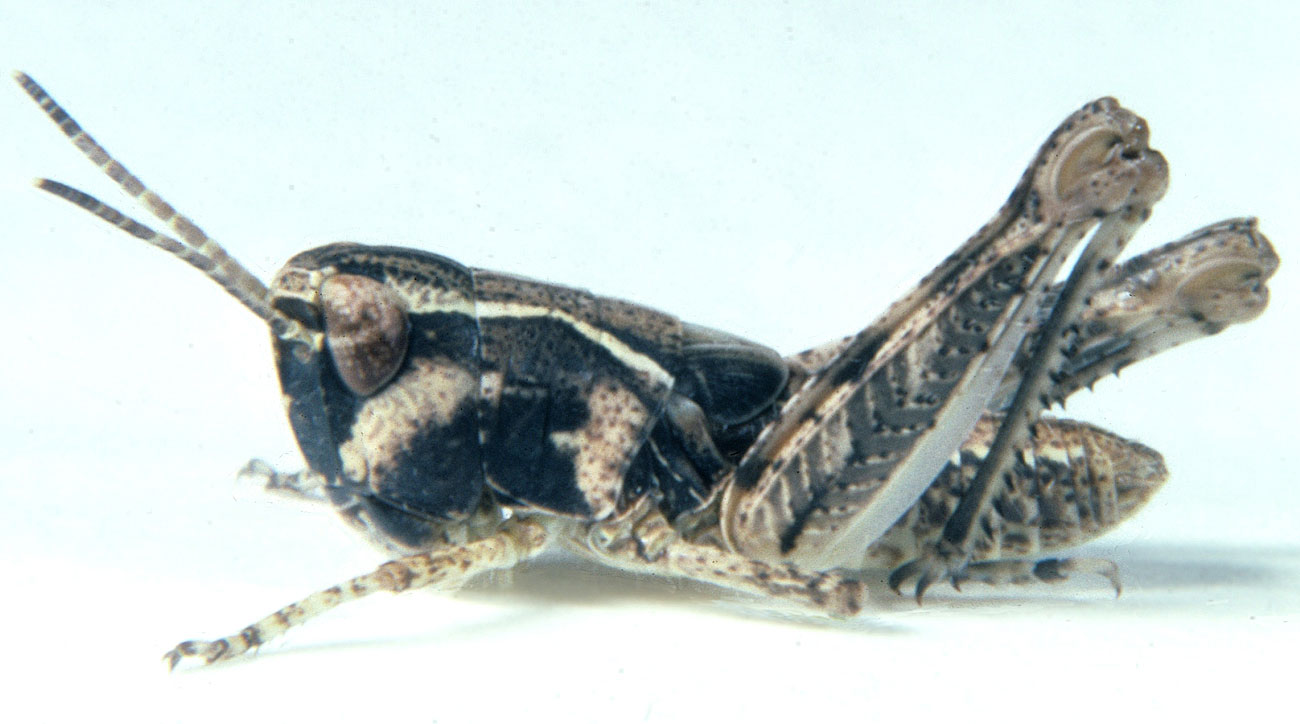 Fig. 4, fourth instar: BL 9.9-11 mm, FL 7.3-7.7mm, AS 22