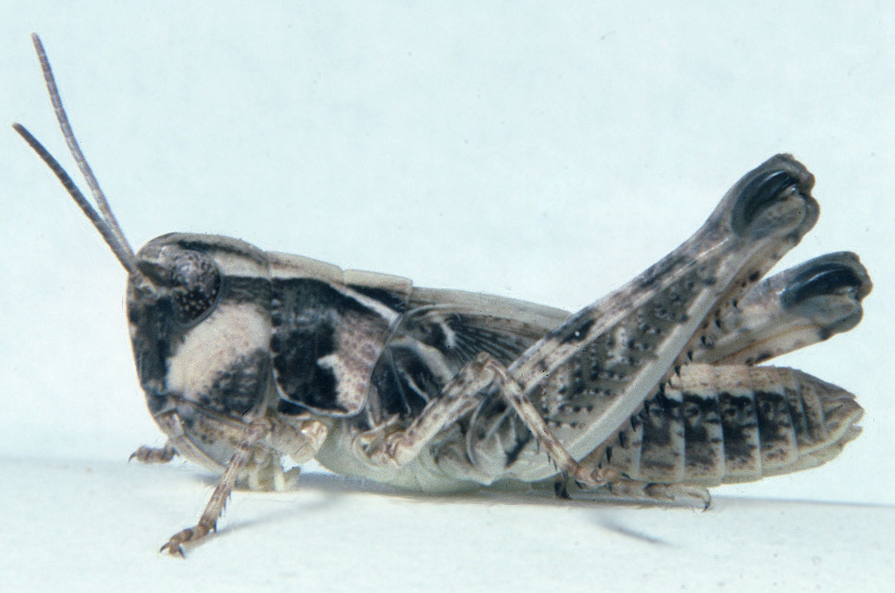 Fig. 5, fifth Iistar: BL 14-15 mm, FL 9.1-9.8 mm, AS 24