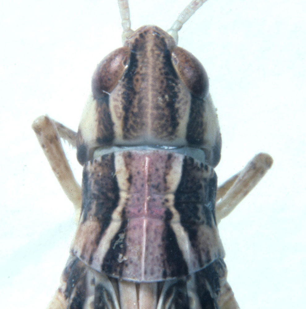 Fig. 8, color pattern of head and pronotum, dorsal view