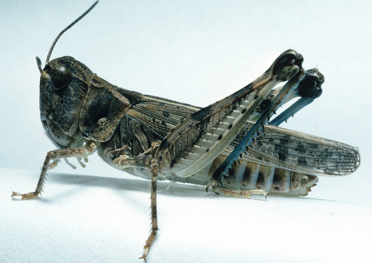 Fig. 7, adult female: BL 20.5-22 mm, FL 12.3-14.3 mm, AS 24-25