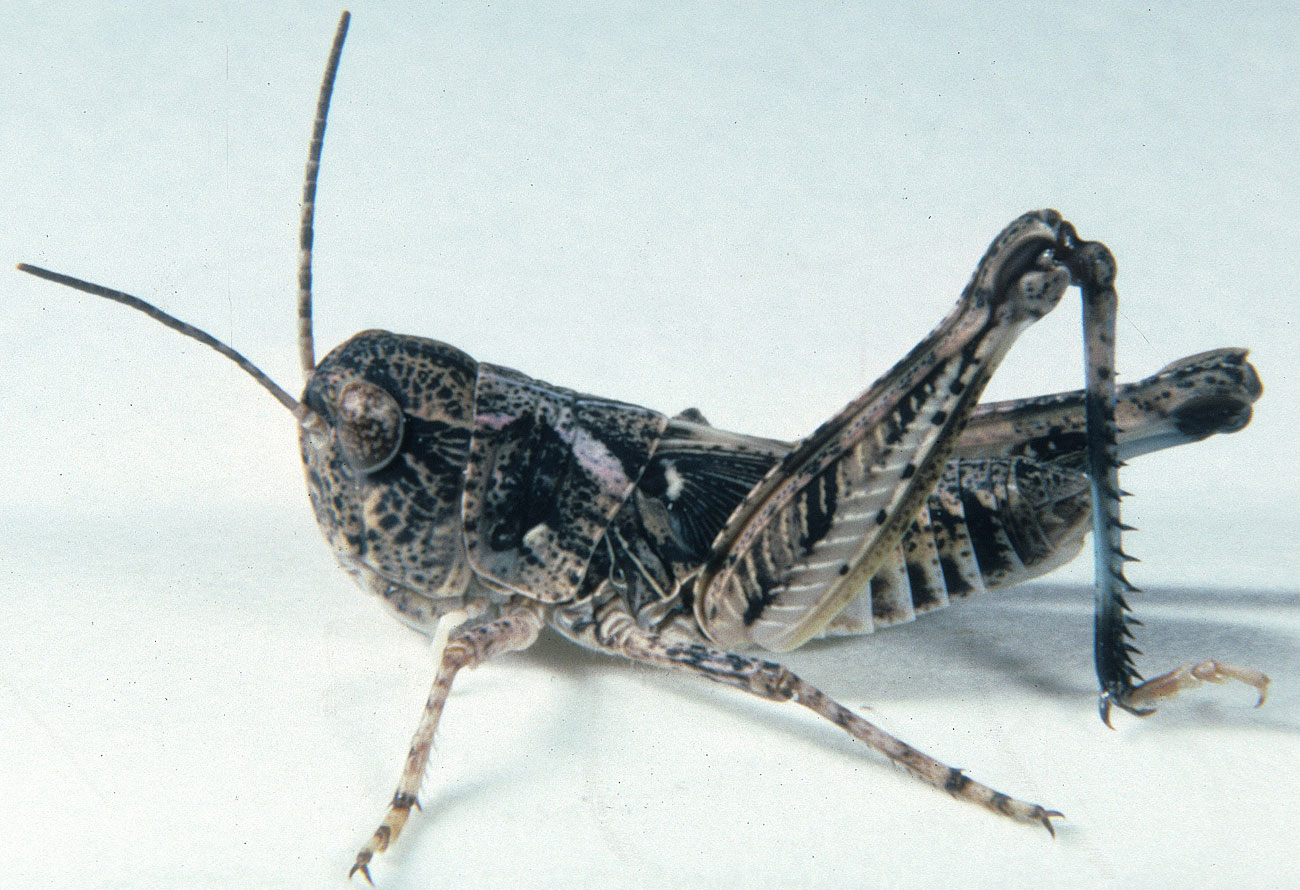 Fig. 5, fifth instar: BL 14.5-19.5 mm, FL 9.5-11.1 mm, AS 22-25