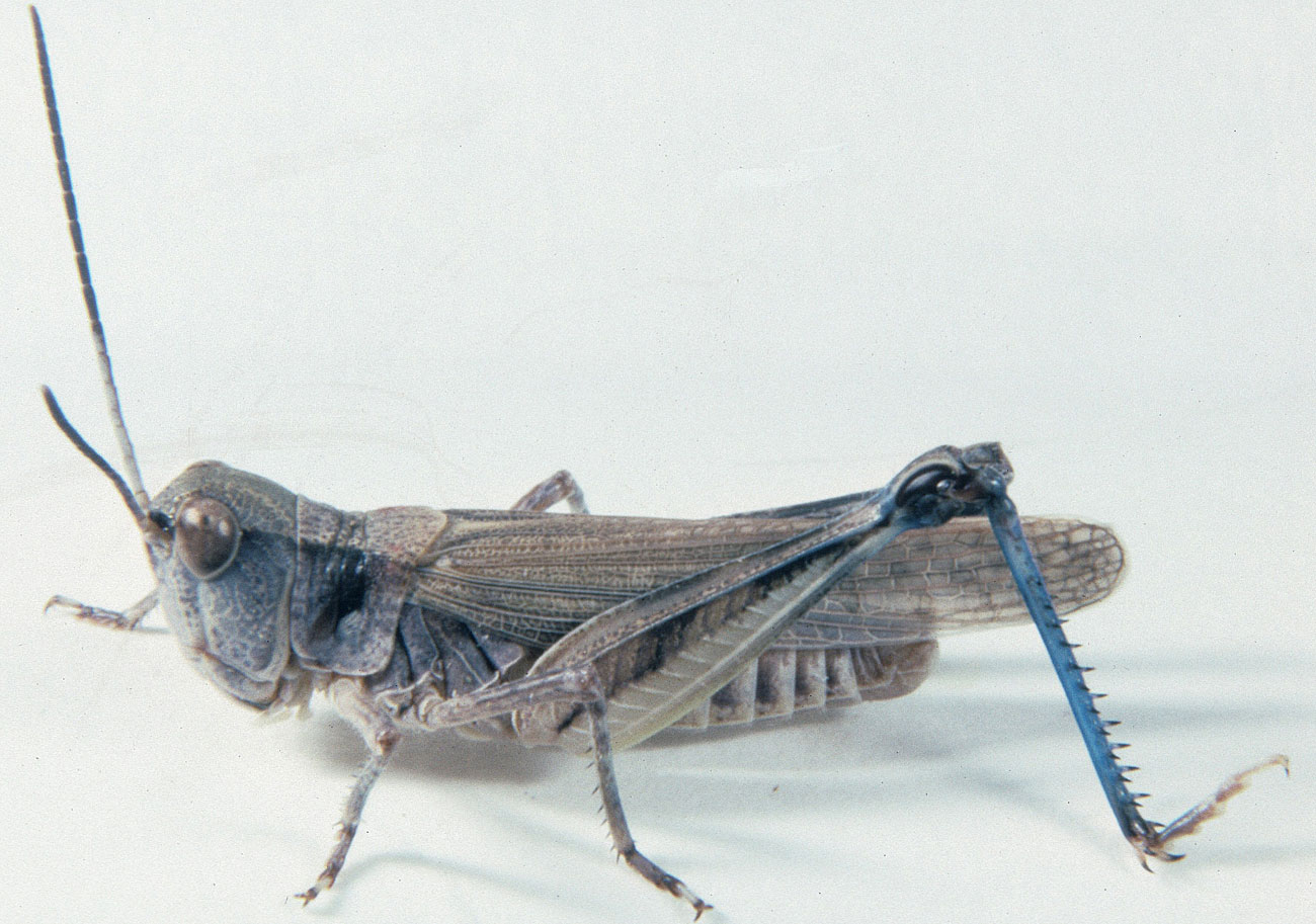 Fig. 6, adult male: BL 17-20 mm, FL 9.5-11.3 mm, AS 23-24