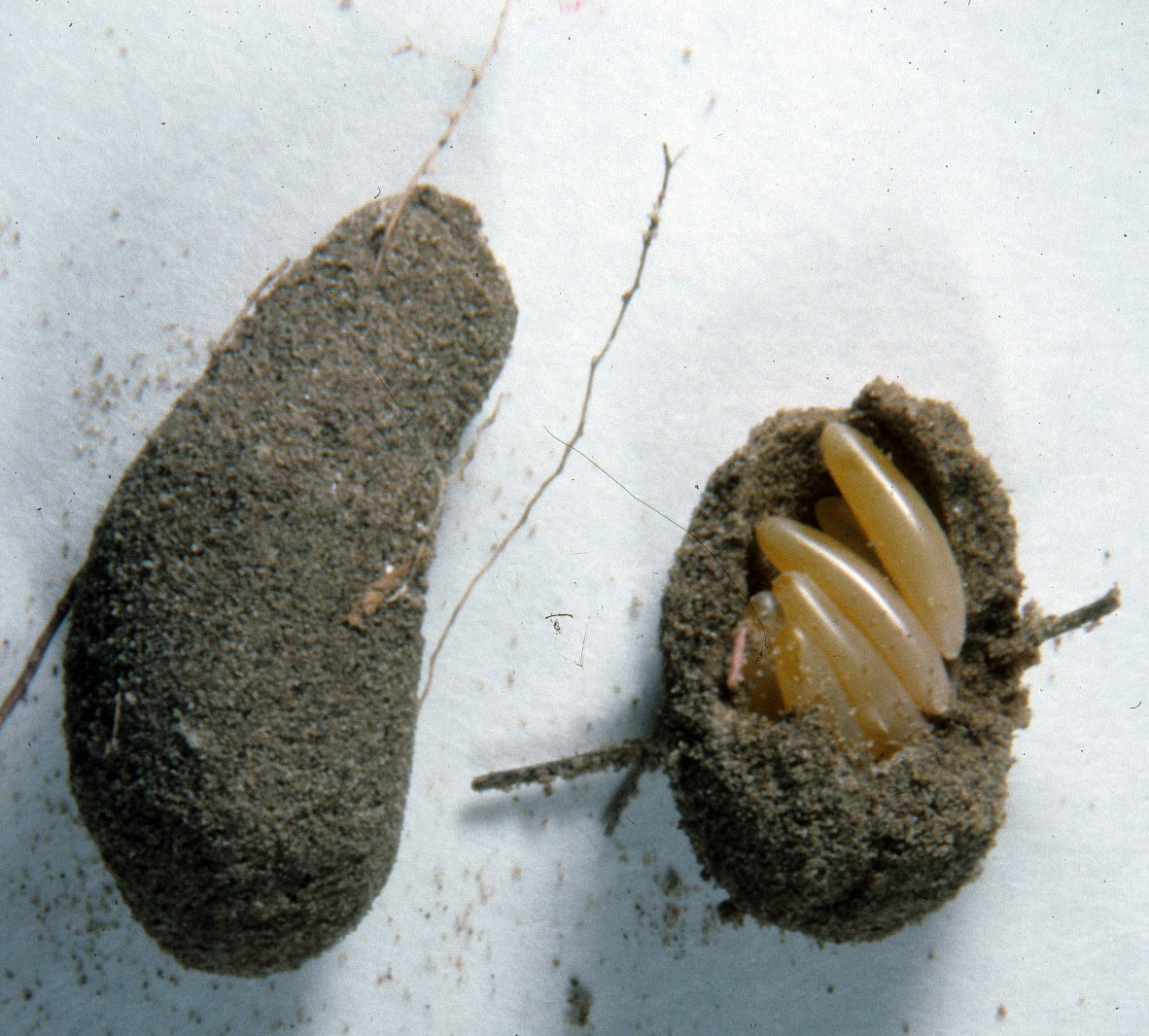 Fig. 10, two egg pods, one opened to show eggs