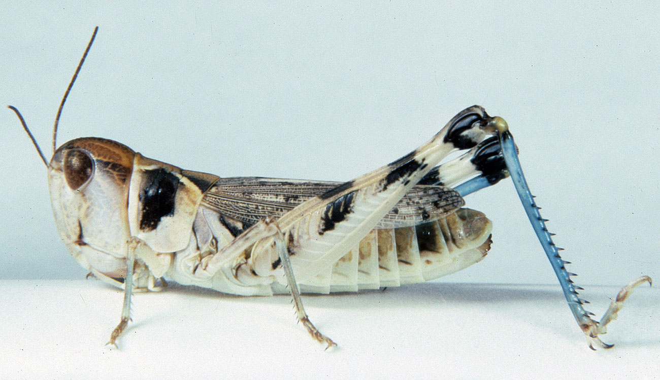 Fig. 7, adult female: BL 20-25 mm, FL 12.2-14.6 mm, AS 25