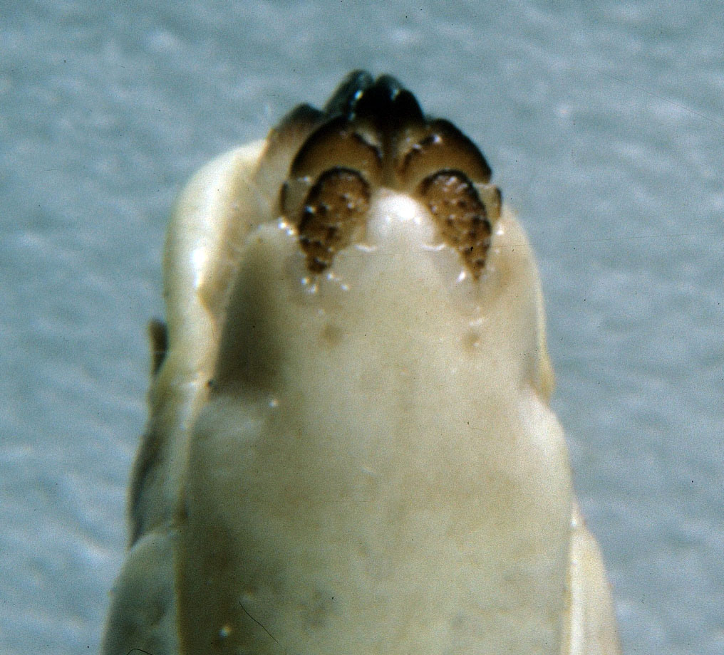 Fig. 9, shape of eighth abdominal sternum showing deep clefts