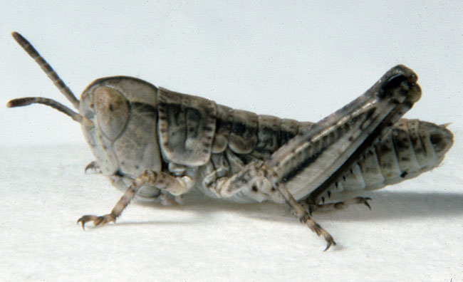 Fig. 1, first instar: BL 6-6.8 mm, FL 3.2-3.8 mm, AS 13