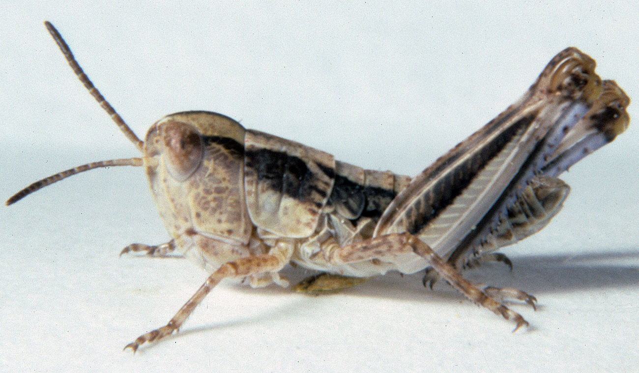 Fig. 3, third instar: BL 9.1-9.9 mm, FL 6.1-6.6 mm, AS 20-21