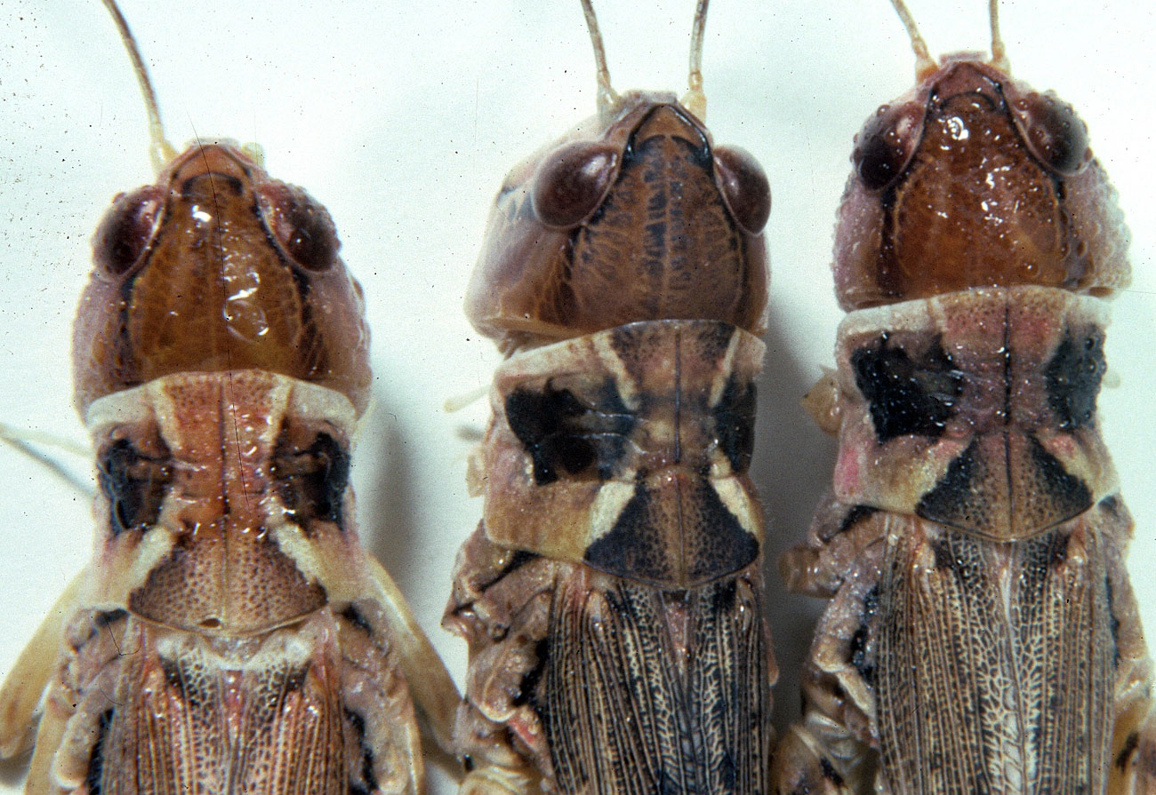 Fig. 8, variations of color patterns of pronotal disk