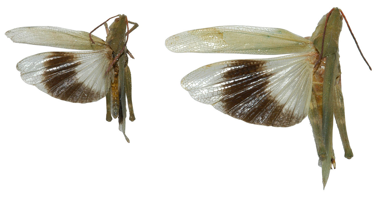 Fig. 4, dorsal view of green fool grasshopper
