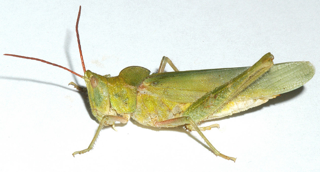 Fig. 3, adult female: BL 29-39 mm, FL 19-22 mm, AS 19-23