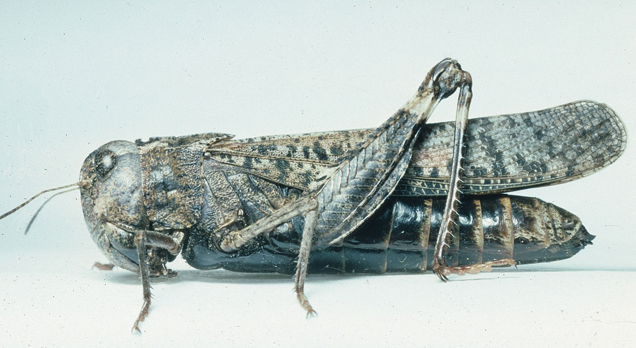 Fig. 7, adult female: BL 25.5-31 mm, FL 14-16.5 mm, AS 21-24