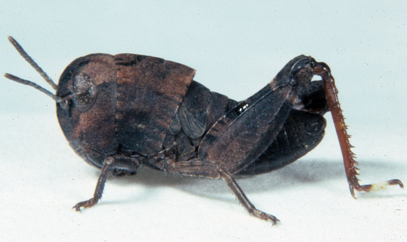 Fig. 3, third instar: BL 8.3-10.1 mm, FL 4.8-5.6 mm, AS 16-18