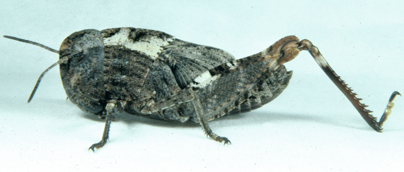 Fig. 5, fifth instar: BL 14.5-18 mm, FL 8.3-10.6 mm, AS 19-22