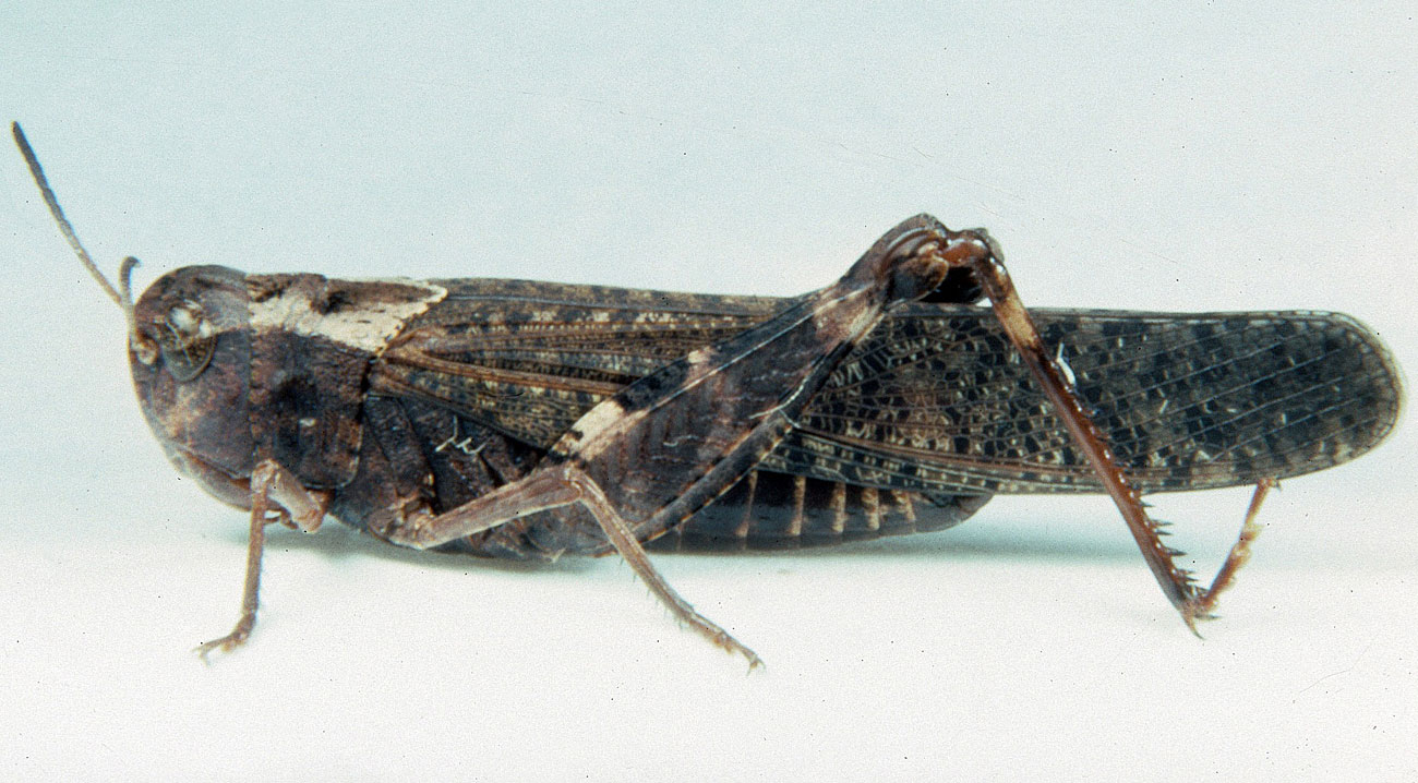 Fig. 6, adult male: BL 20-23 mm, FL 11.5-14.3 mm, AS 23-24