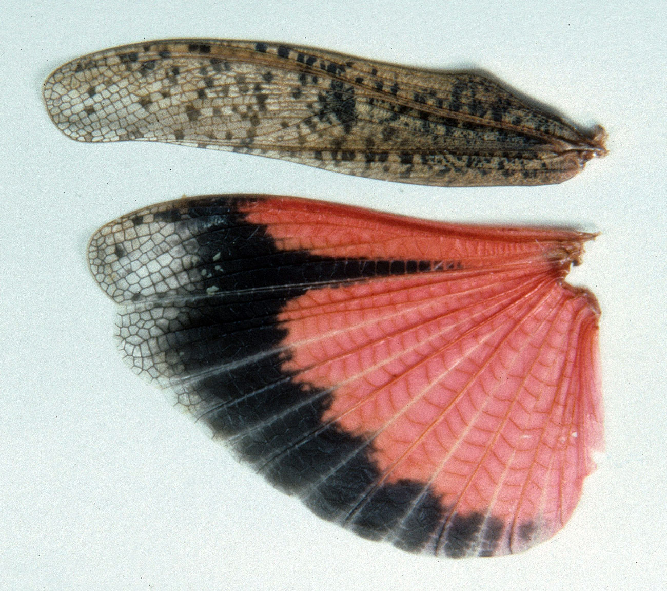 Fig. 8, forewing and spread hindwing of female