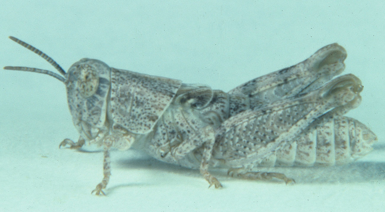 Fig. 4, fourth instar: BL 10-13 mm, FL 6.5-7.1 mm, AS 20-22