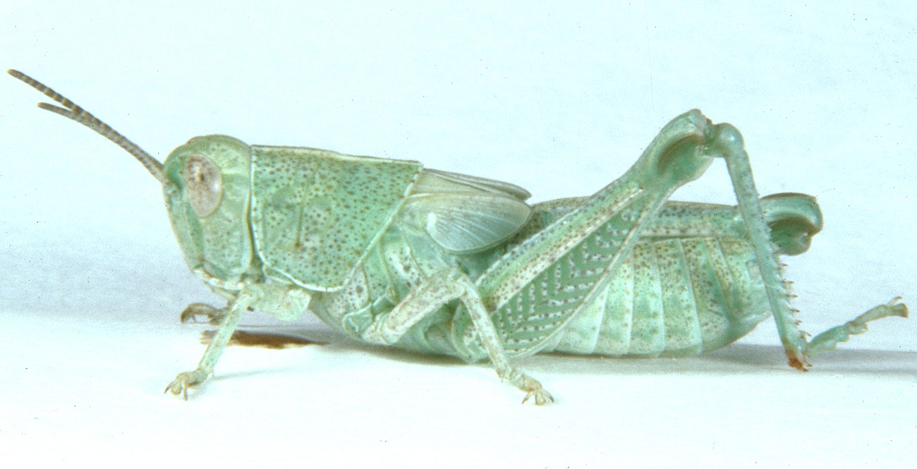 Fig. 5, fifth instar: BL 14-17.3 mm, FL 9-10.3 mm, AS 22-24