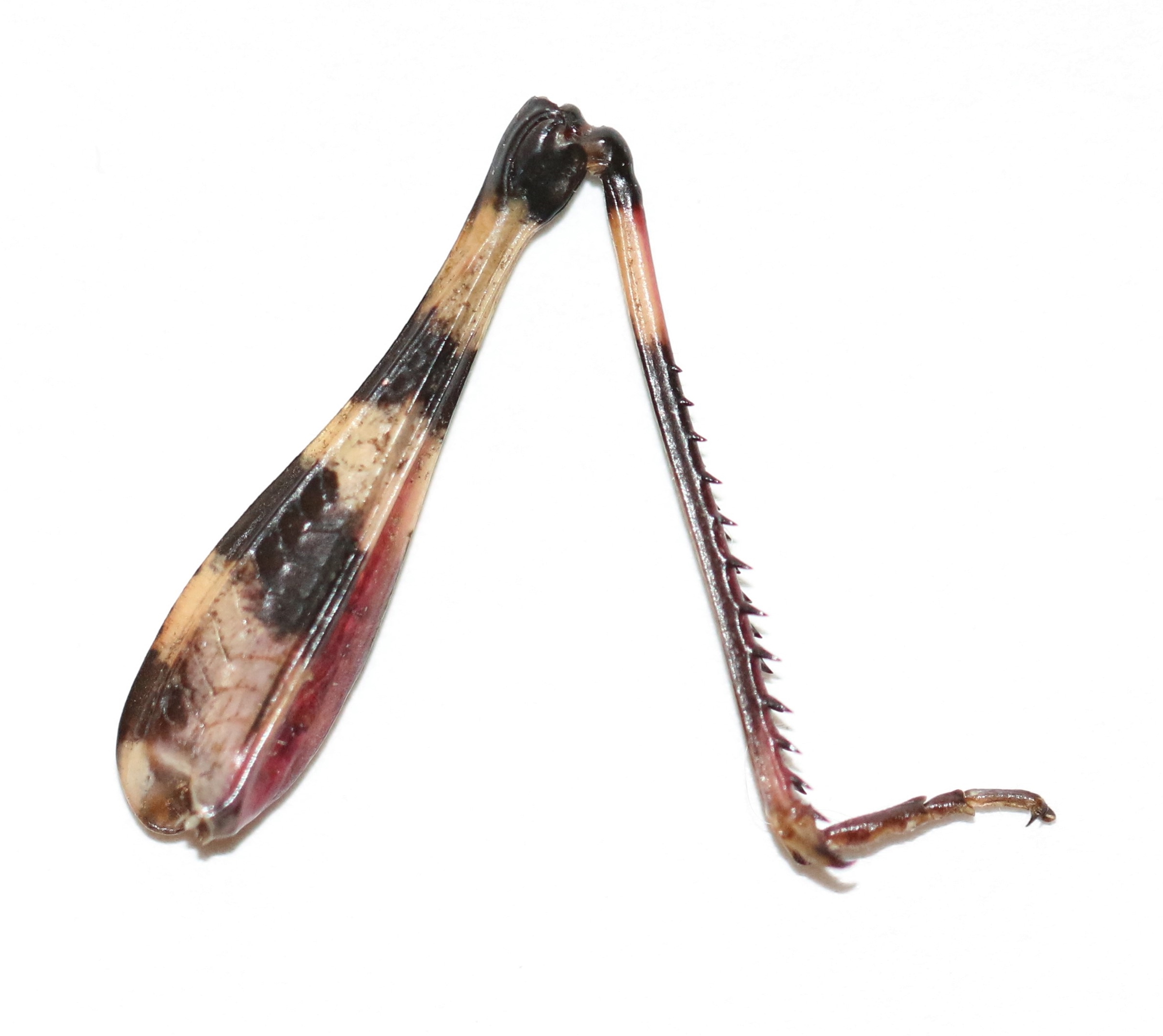 Fig. 2, hind leg of  B. gracile  with strong barring on the femur