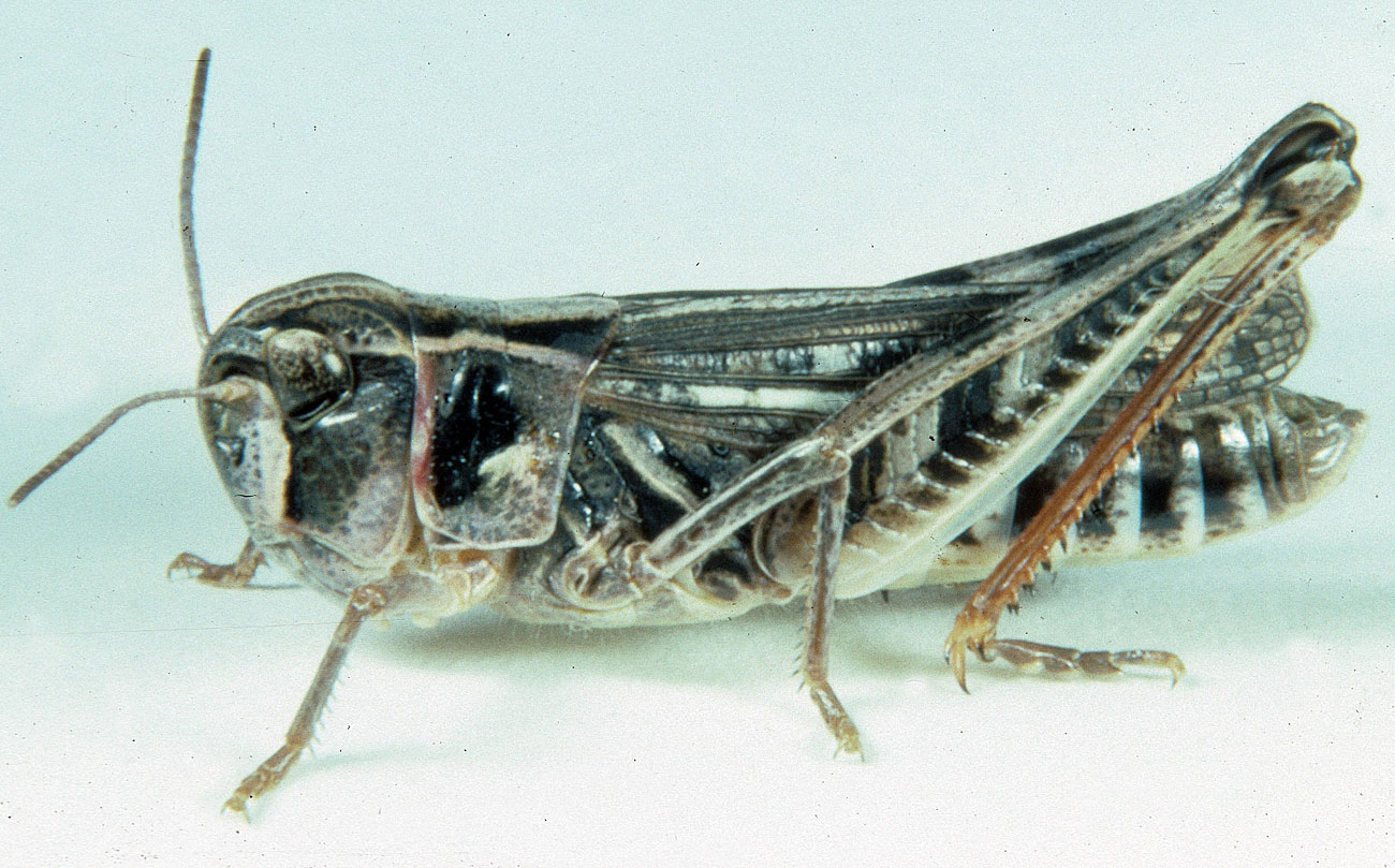 Fig. 6, adult female: BL 18.5-21 mm, FL 11.5-12.4 mm, AS 23-24