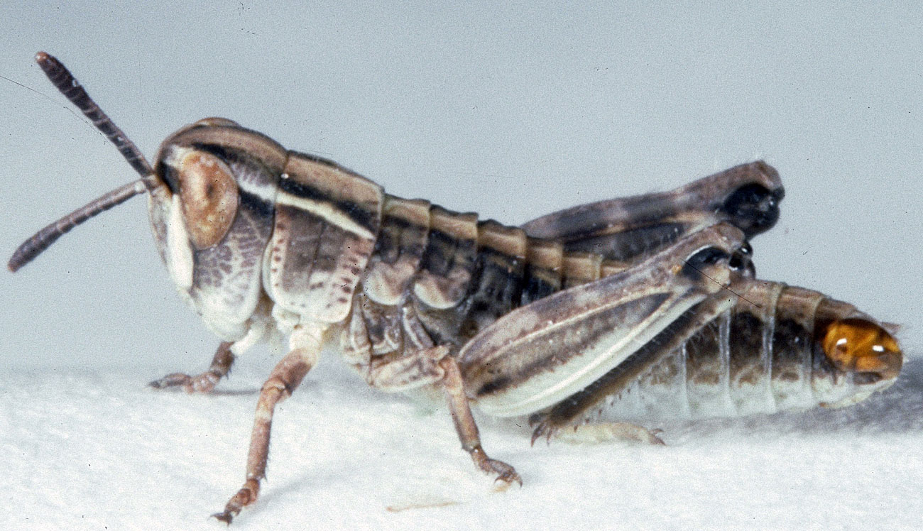 Fig. 1, first instar: BL 5.5-6.9 mm, FL 3.2-3.7 mm, AS 13