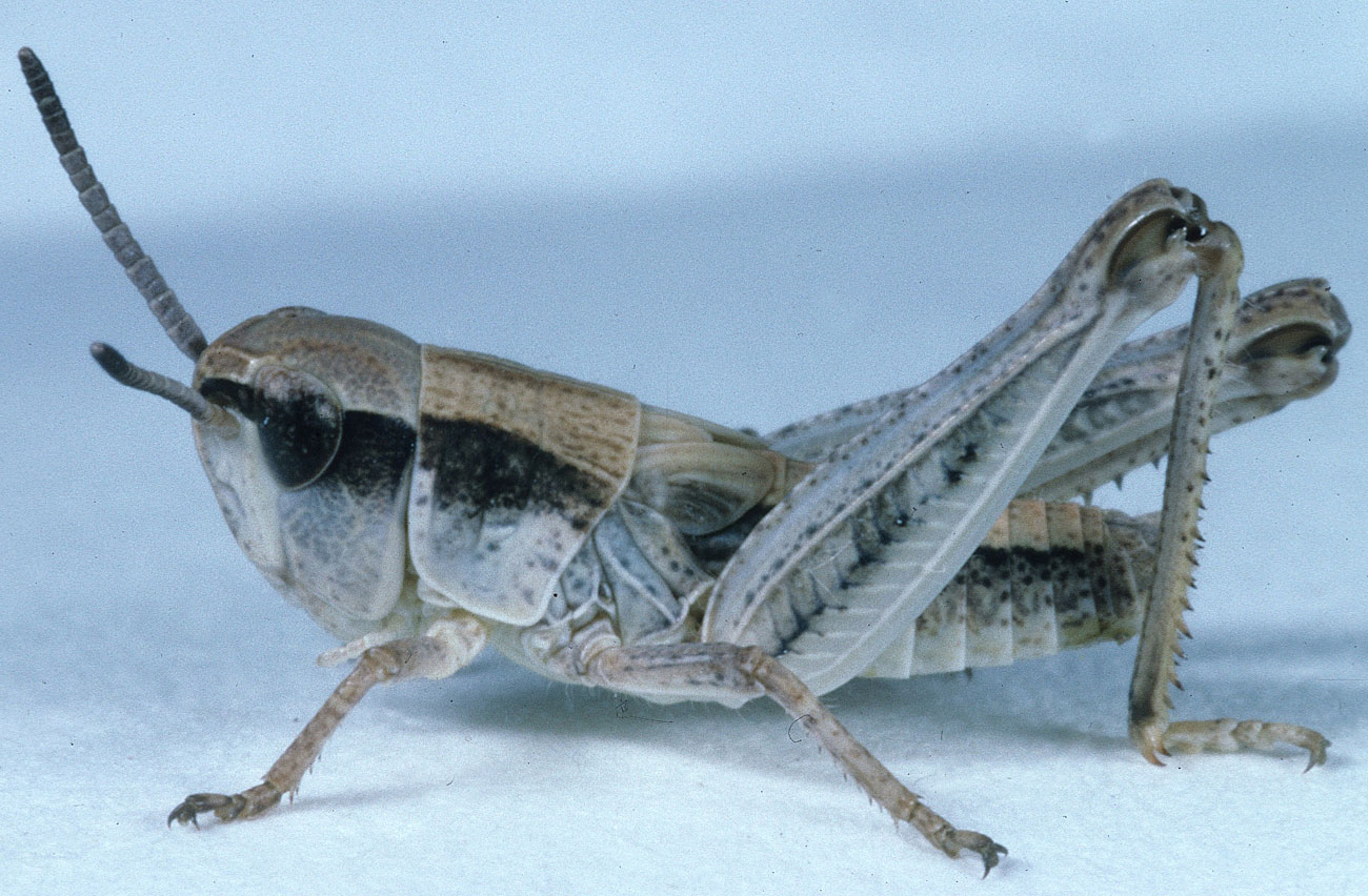 Fig. 8, third instar nymph of uncommon color form