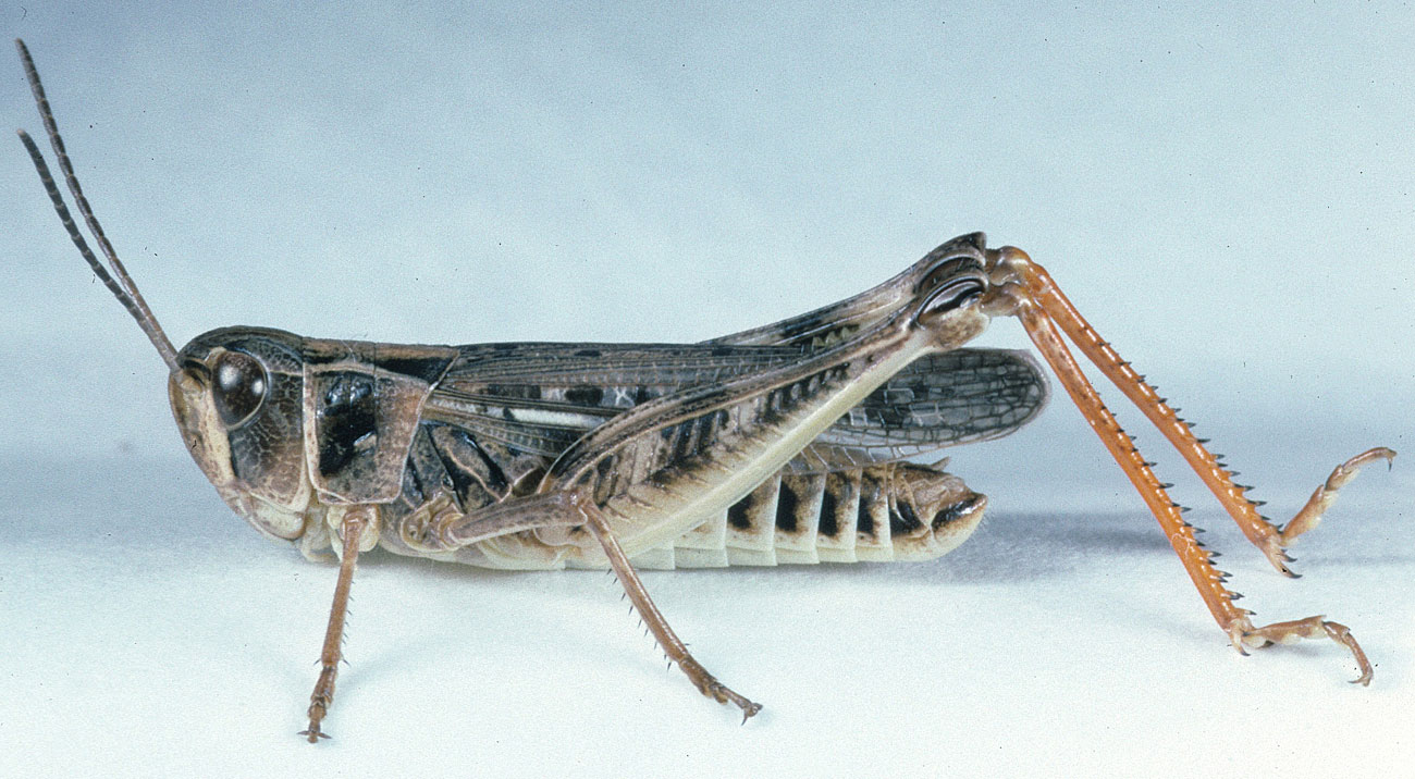 Fig. 5, adult male: BL 14-16 mm, FL 10.2-10.8 mm, AS 23-24