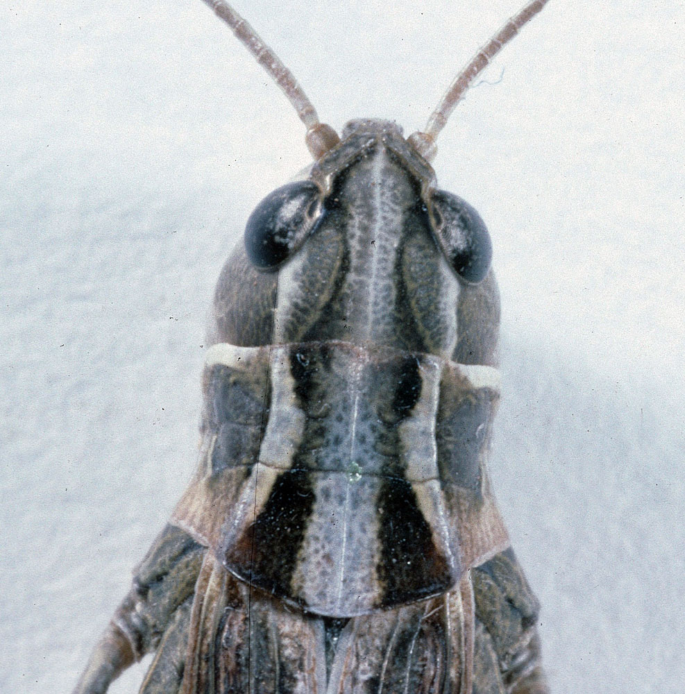 Fig. 7: dorsal view of head and pronotum of female