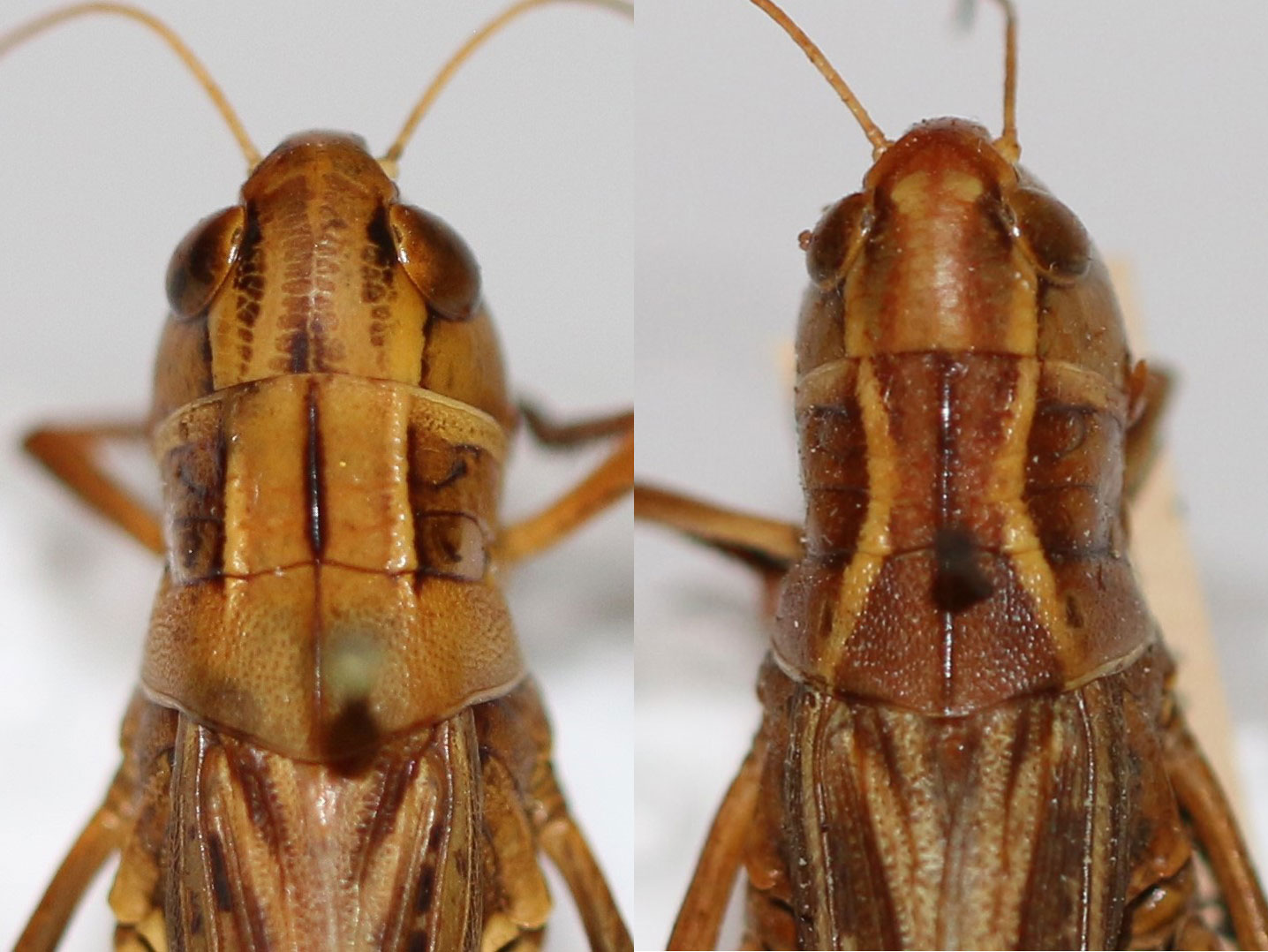 Fig. 5, comparison between the straight light-colored lines of a female prairie boopie (left) and the hourglass-shaped lines of a female ebony grasshopper (right)