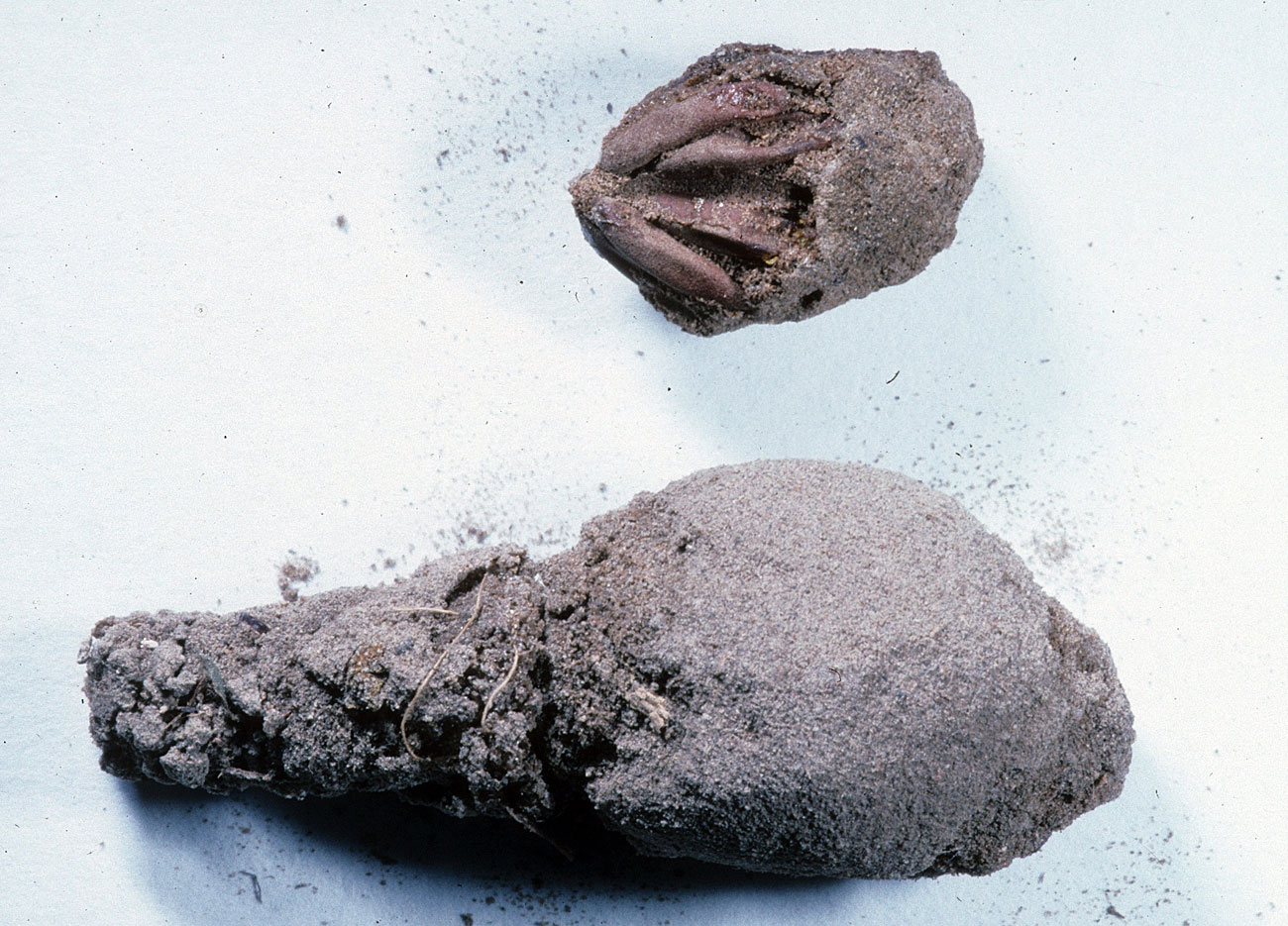 Fig. 10, egg pod and exposed eggs