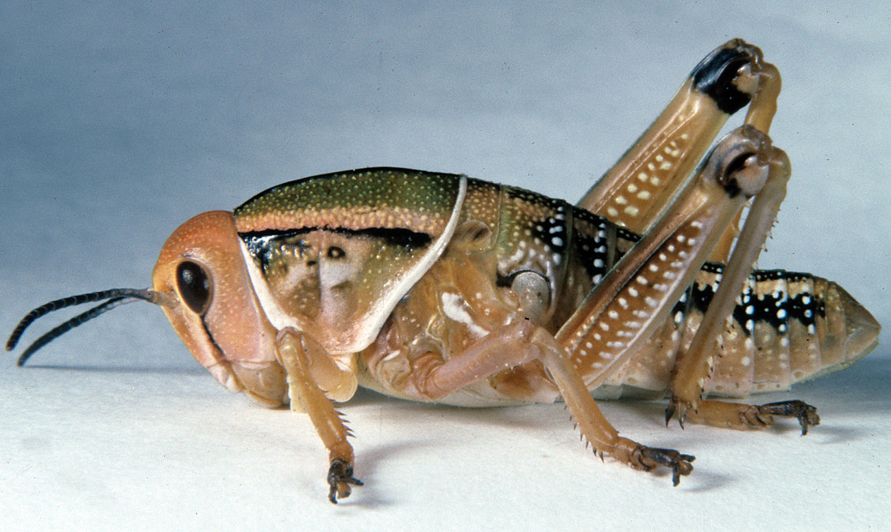 Fig. 4, fourth instar: BL 23-24 mm, FL 12-13.5 mm, AS 22