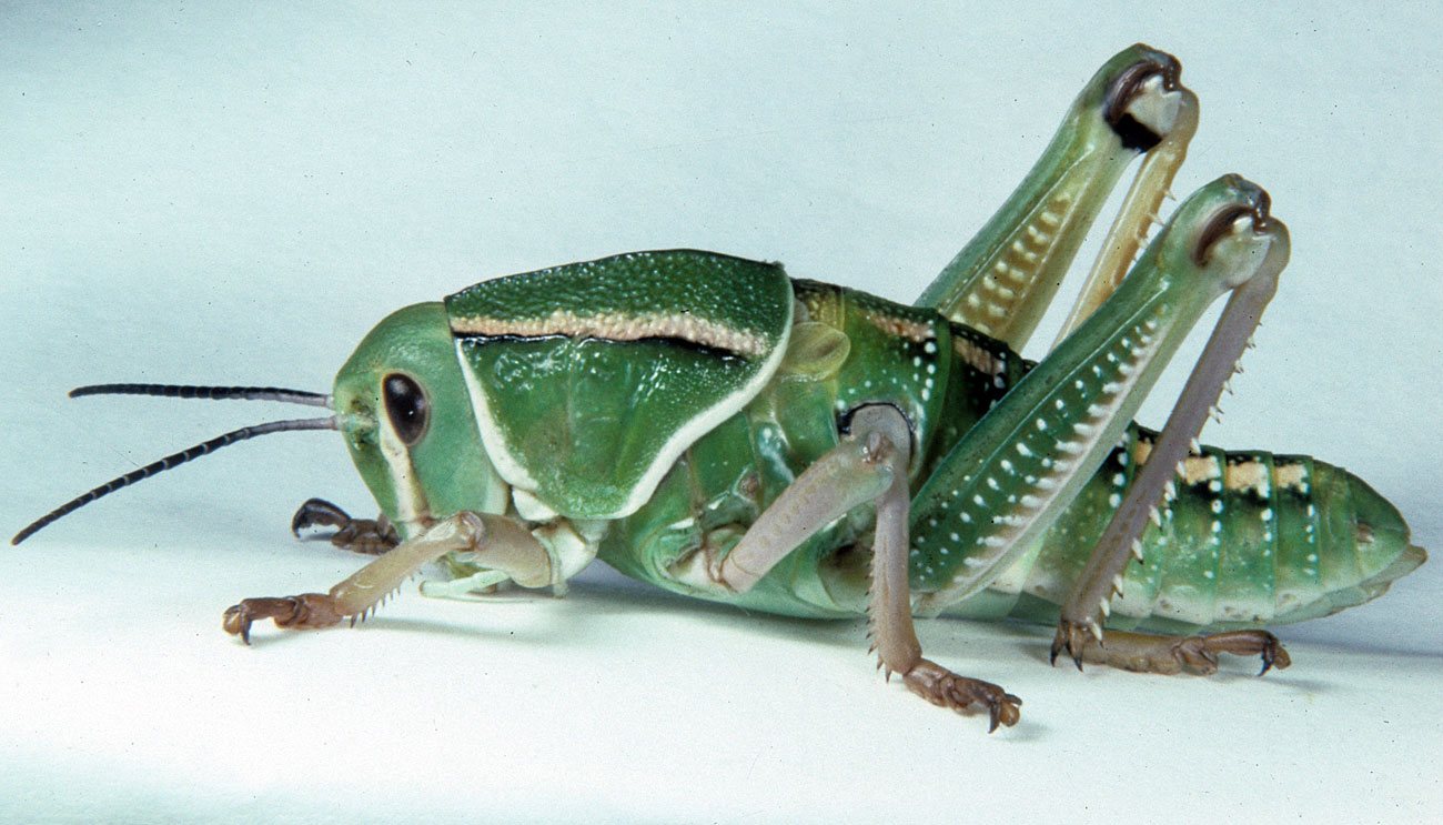 Fig. 5, fifth instar: BL 34.5-47 mm, FL 16-19.5 mm, AS 23