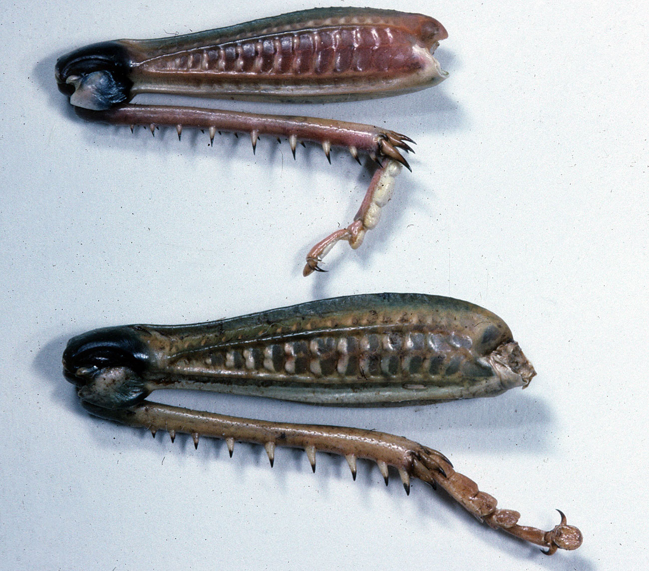 Fig. 8, inner face of female hindleg (top) and the larger male hindleg (bottom)