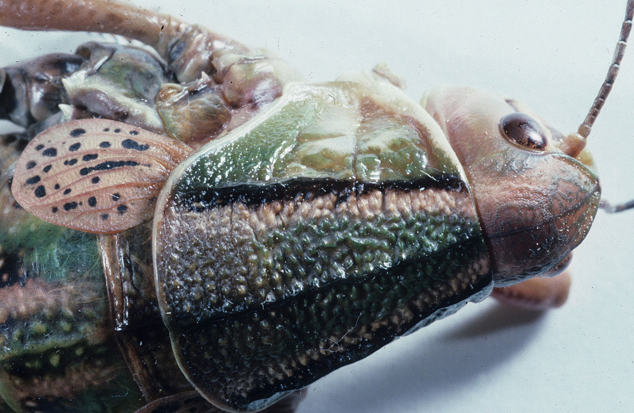 Fig. 9, colored stripes and knobs of pronotum