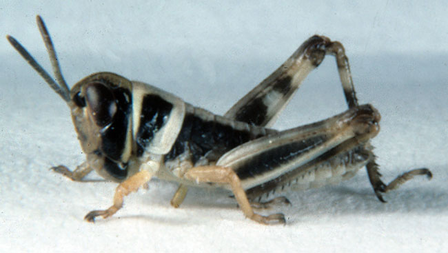 Fig. 1, first instar: BL 6.4-8.1 mm, FL 3.7-4.4 mm, AS 13-14