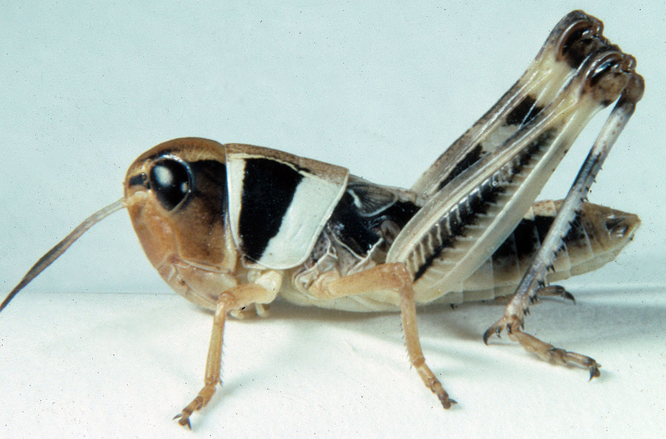 Fig. 4, fourth instar: BL 12-24 mm, FL 8.4-11.8 mm, AS 21-23