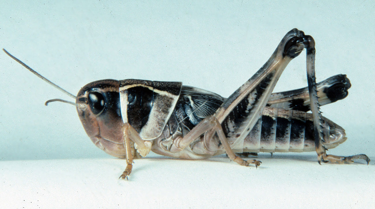 Fig. 5, fifth instar: BL 17.8-29 mm, FL 10.4-14.5 mm, AS 23-25