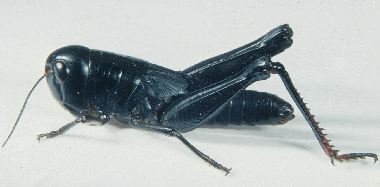 Fig. 6, black female fifth instar nymph